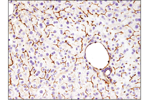 Immunohistochemistry Image 2: ABCG2 (D5V2K) Rabbit Monoclonal Antibody (BSA and Azide Free)