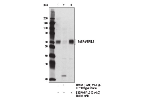 Immunoprecipitation Image 1: E4BP4/NFIL3 (D5K8O) Rabbit Monoclonal Antibody