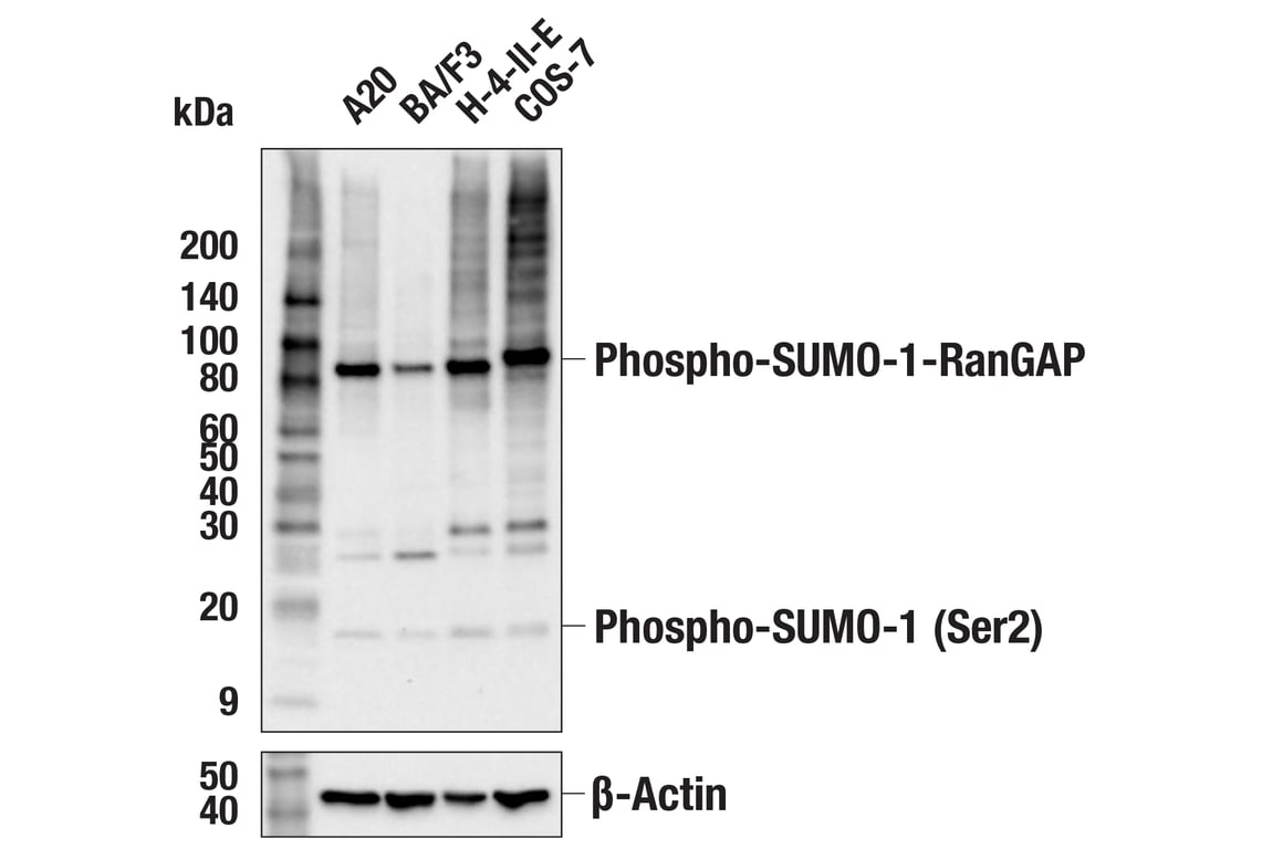 Western Blotting Image 3: Phospho-SUMO-1 (Ser2) (F9B6U) Rabbit Monoclonal Antibody