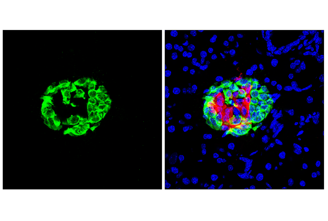 Immunofluorescence Image 1: Glucagon (F1A2G) Rabbit Monoclonal Antibody