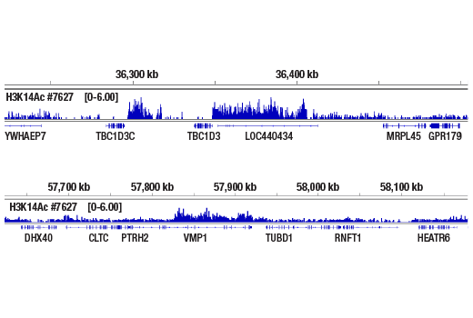 Chromatin Immunoprecipitation Image 2: Acetyl-Histone H3 (Lys14) (D4B9) Rabbit Monoclonal Antibody