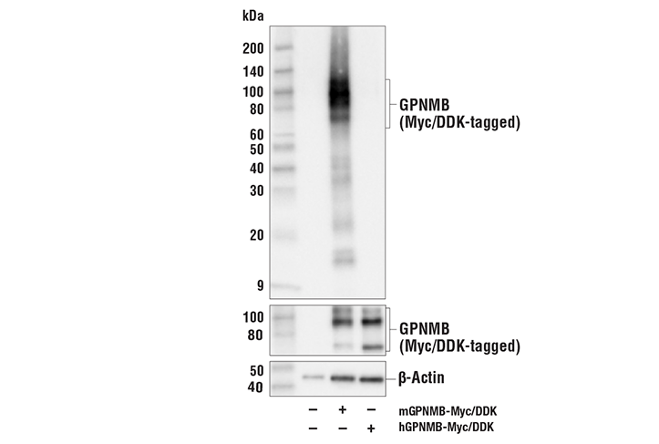 Western Blotting Image 4: GPNMB (E7U1Z) Rabbit Monoclonal Antibody