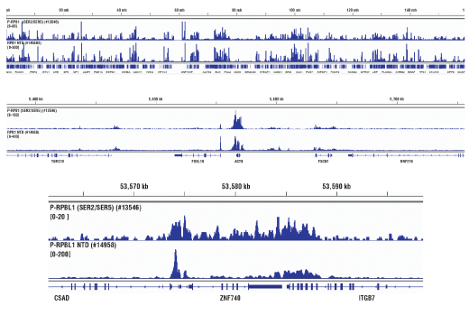 Chromatin Immunoprecipitation Image 2: Phospho-Rpb1 CTD (Ser2/Ser5) (D1G3K) Rabbit Monoclonal Antibody