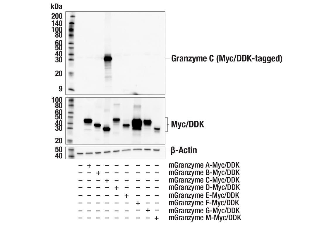 Western Blotting Image 2: Granzyme C Antibody