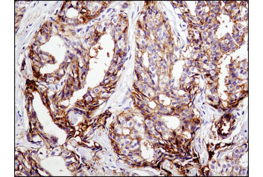 Immunohistochemistry Image 2: CD9 (D3H4P) Rabbit Monoclonal Antibody (BSA and Azide Free)