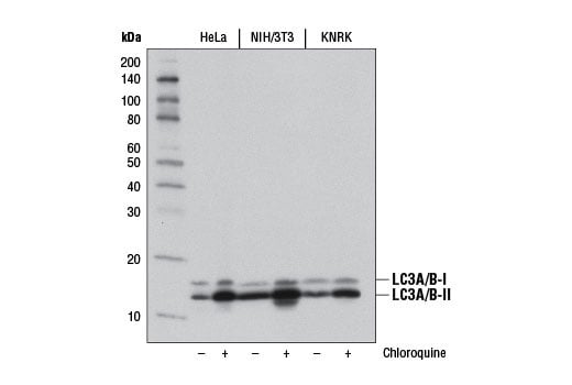 Western Blotting Image 2: LC3A/B (D3U4C) Rabbit Monoclonal Antibody (Biotinylated)