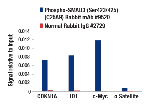 Chromatin Immunoprecipitation Image 1: Phospho-SMAD3 (Ser423/425) (C25A9) Rabbit Monoclonal Antibody