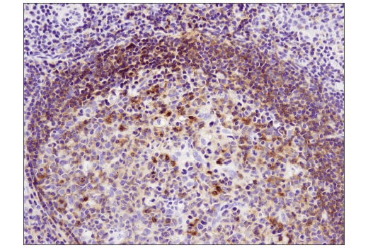 Immunohistochemistry Image 2: CXCR5 (D6L3C) Rabbit Monoclonal Antibody (BSA and Azide Free)