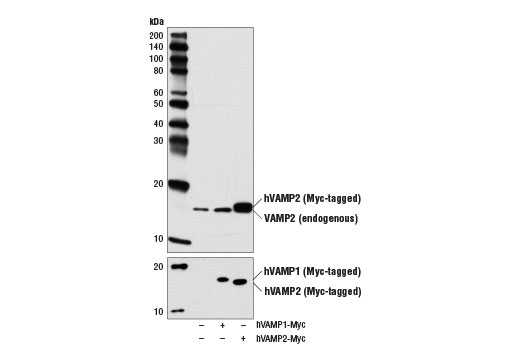 Western Blotting Image 2: VAMP2 (D6O1A) Rabbit Monoclonal Antibody