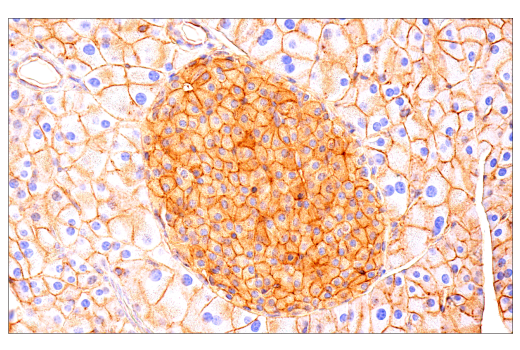 Immunohistochemistry Image 1: Crry (E9F1S) Rabbit Monoclonal Antibody