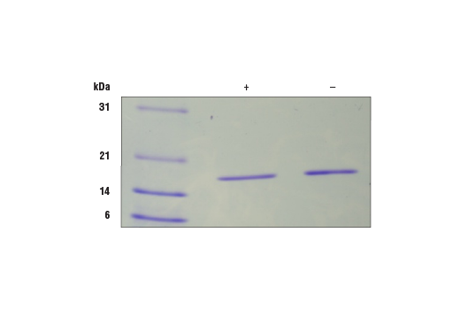 undefined Image 2: Mouse IL-1 alpha Recombinant Protein