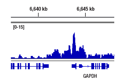 CUT & RUN Image 1: JARID1B (E2X6N) Rabbit Monoclonal Antibody