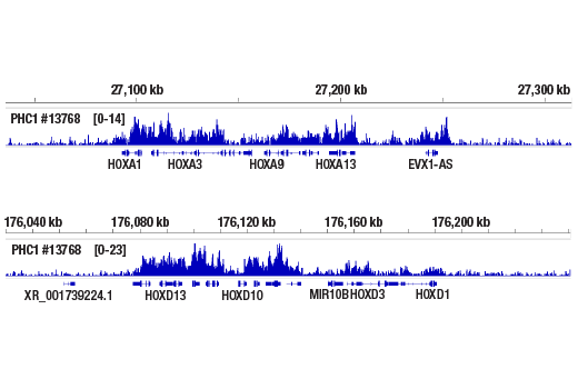 Chromatin Immunoprecipitation Image 2: PHC1 (1F3F3) Mouse Monoclonal Antibody