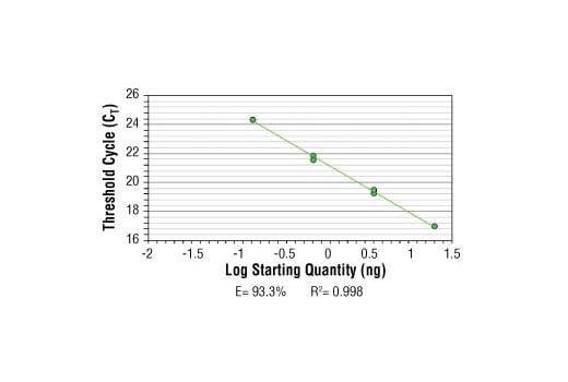 Chromatin Immunoprecipitation Image 2: SimpleChIP<sup>®</sup> Human Sat2 Repeat Element Primers