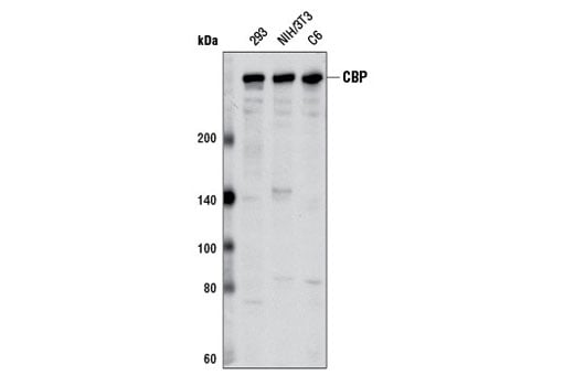 Western Blotting Image 2: CBP (D6C5) Rabbit Monoclonal Antibody (BSA and Azide Free)