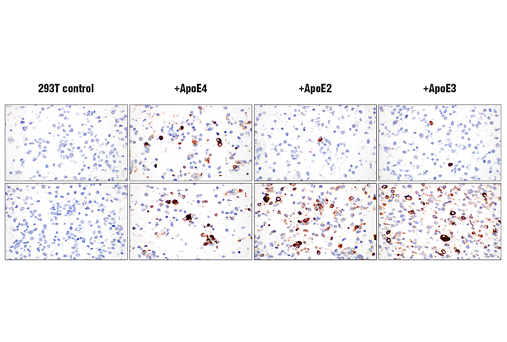 Immunohistochemistry Image 7: ApoE4 (E5M4L) Rabbit Monoclonal Antibody
