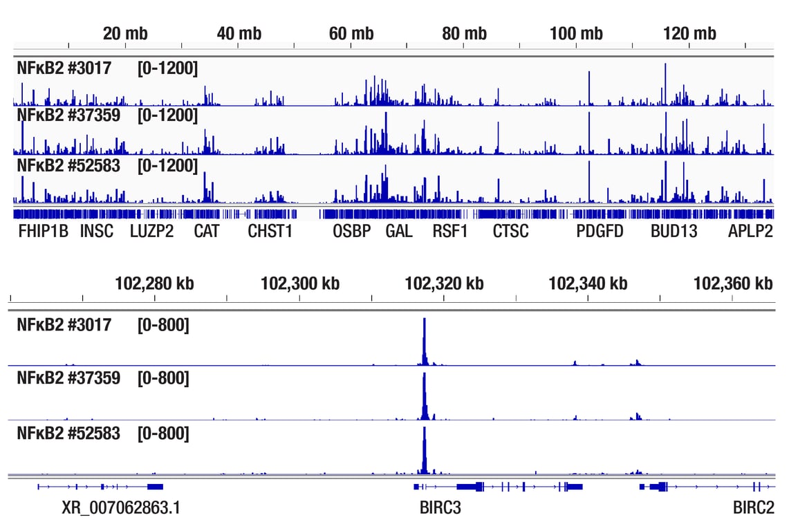 undefined Image 22: NF-kappaB Family Antibody Sampler Kit II