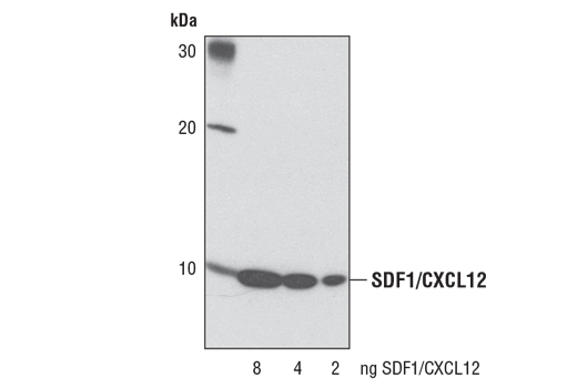 Western Blotting Image 1: SDF1/CXCL12 (D32F9) Rabbit mAb