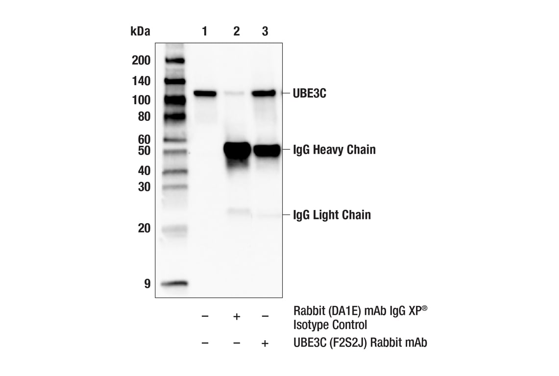 Immunoprecipitation Image 1: UBE3C (F2S2J) Rabbit Monoclonal Antibody