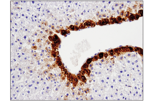 Immunohistochemistry Image 5: GLUL (D2O3F) Rabbit Monoclonal Antibody (IHC Formulated)