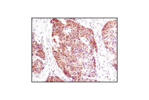 Immunohistochemistry Image 1: Phospho-GSK-3 beta (Ser9) (5B3) Rabbit Monoclonal Antibody (BSA and Azide Free)