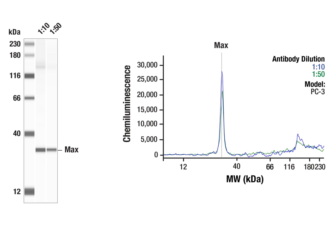 Western Blotting Image 1: Max (E6F6Y) Rabbit Monoclonal Antibody