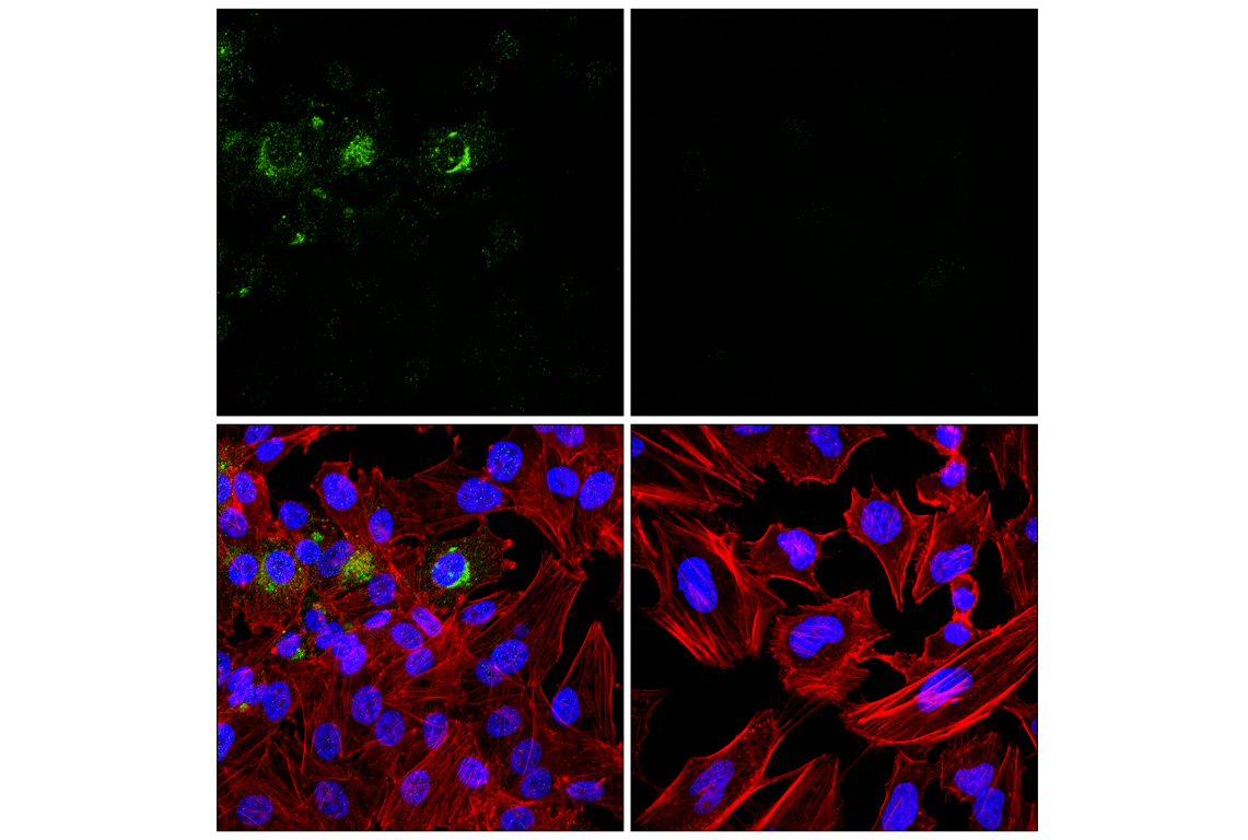 Immunofluorescence Image 1: PTN (F7T3F) Rabbit Monoclonal Antibody