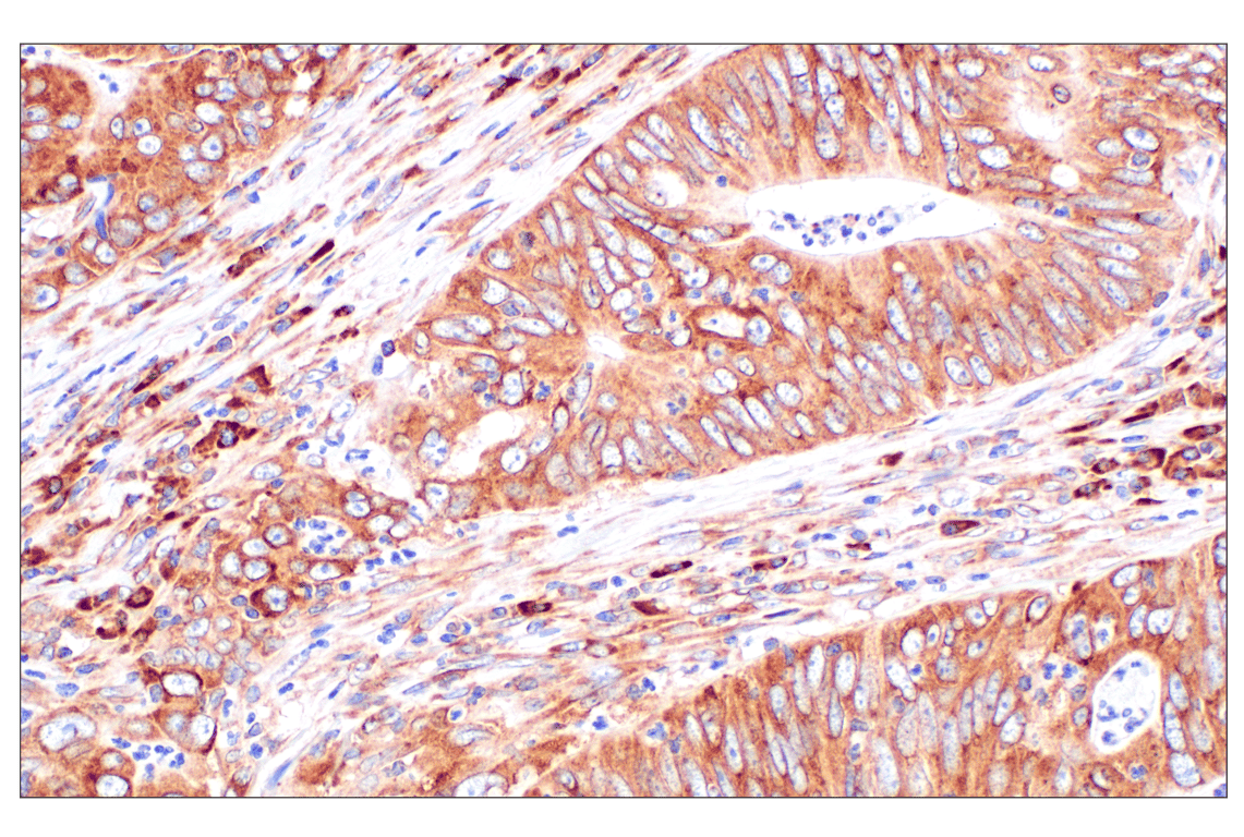 Immunohistochemistry Image 1: PABP1 (F6G6L) Rabbit Monoclonal Antibody