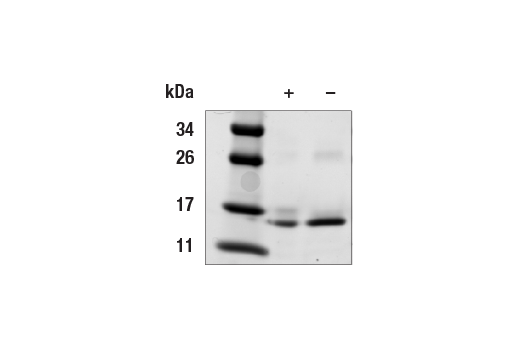 undefined Image 2: Mouse IL-3 Recombinant Protein