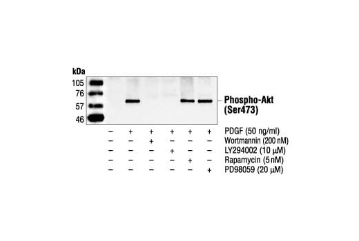 Western Blotting Image 2: Phospho-Akt (Ser473) Antibody