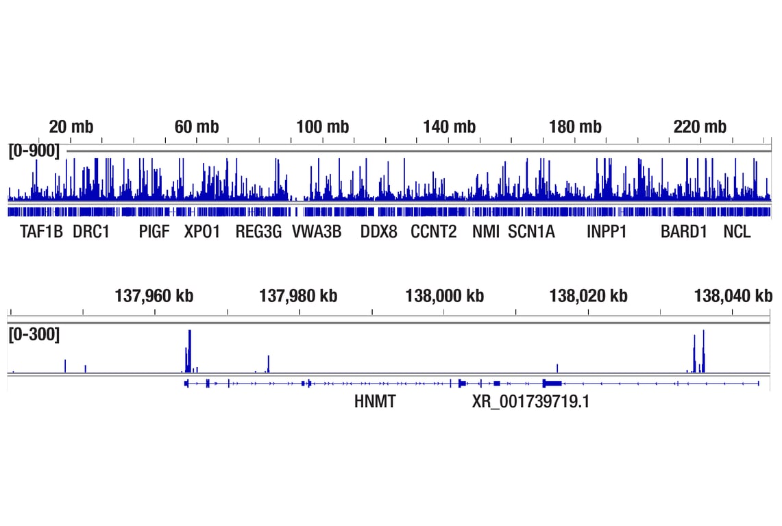 CUT & Tag Image 2: GATA-6 (D61E4) Rabbit Monoclonal Antibody