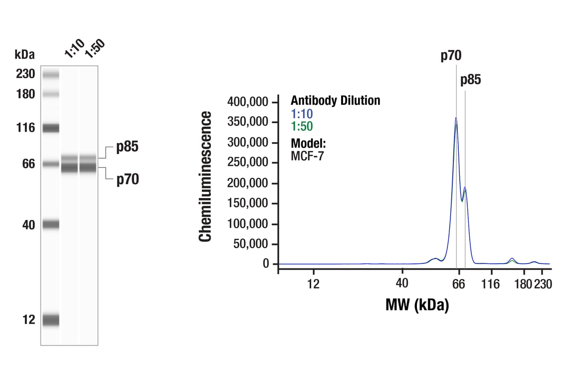 6/7①かい@プロフ◆BJ×2（svn、oct） p70 S6 Kinase (49D7) Rabbit mAb | Cell Signaling Technology
