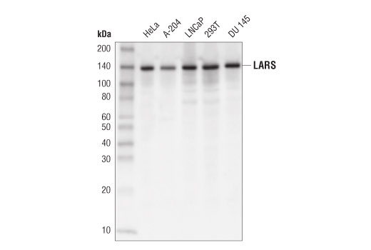 Western Blotting Image 1: LARS (D7Q4Q) Rabbit mAb