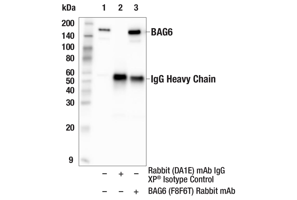 Immunoprecipitation Image 1: BAG6 (F8F6T) Rabbit Monoclonal Antibody