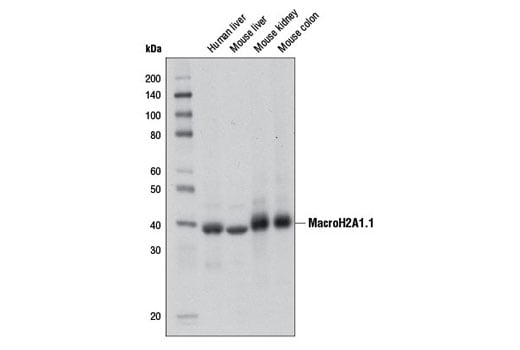 Western Blotting Image 1: MacroH2A1.1 (D5F6N) Rabbit mAb