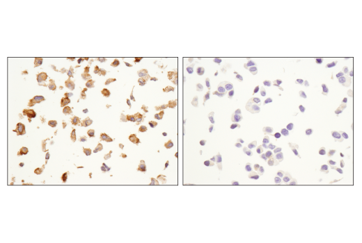 Immunohistochemistry Image 4: OX40L (D6K7R) Rabbit Monoclonal Antibody (BSA and Azide Free)