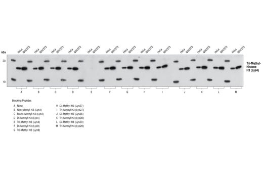 Western Blotting Image 2: Tri-Methyl-Histone H3 (Lys4) (C42D8) Rabbit Monoclonal Antibody