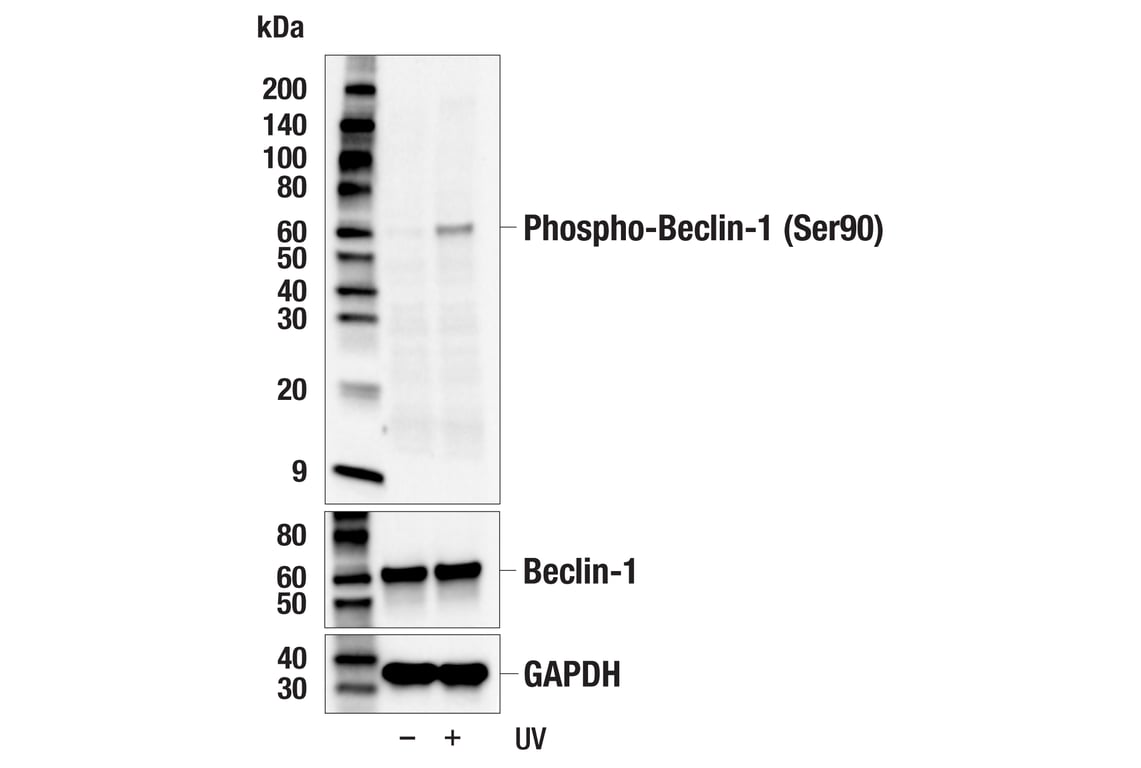 Western Blotting Image 2: Phospho-Beclin-1 (Ser90) (E3X1I) Rabbit Monoclonal Antibody