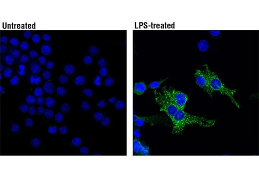 Immunofluorescence Image 1: iNOS (D6B6S) Rabbit Monoclonal Antibody