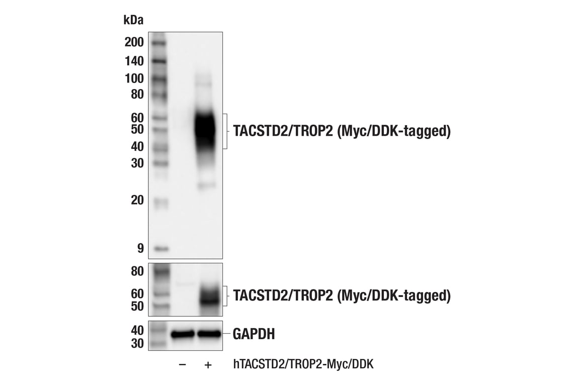 Western Blotting Image 2: TACSTD2/TROP2 (F4W4J) Rabbit Monoclonal Antibody