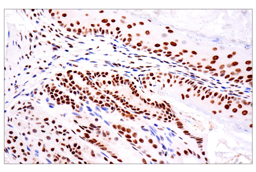 Immunohistochemistry Image 5: TDP43 (E2G6G) Rabbit Monoclonal Antibody (BSA and Azide Free)
