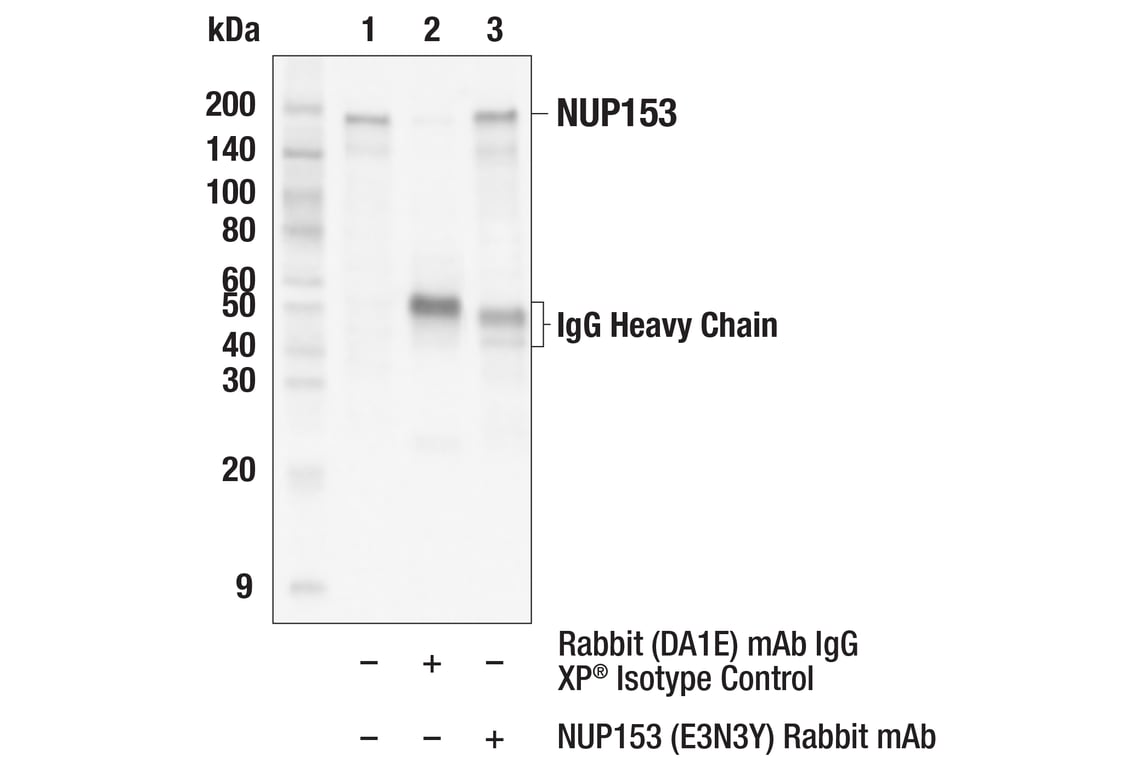 Immunoprecipitation Image 1: NUP153 (E3N3Y) Rabbit Monoclonal Antibody