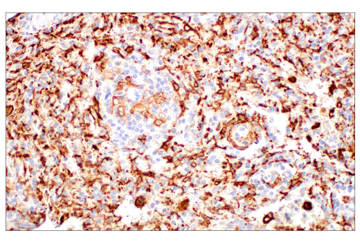 Immunohistochemistry Image 6: HO-1 (E8B7A) XP<sup>®</sup> Rabbit mAb (BSA and Azide Free)
