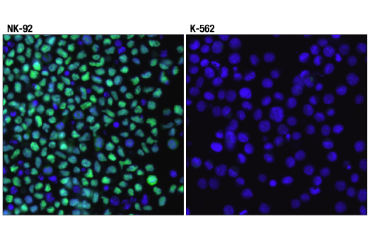 Immunofluorescence Image 1: T-bet/TBX21 (D6N8B) Rabbit Monoclonal Antibody (BSA and Azide Free)