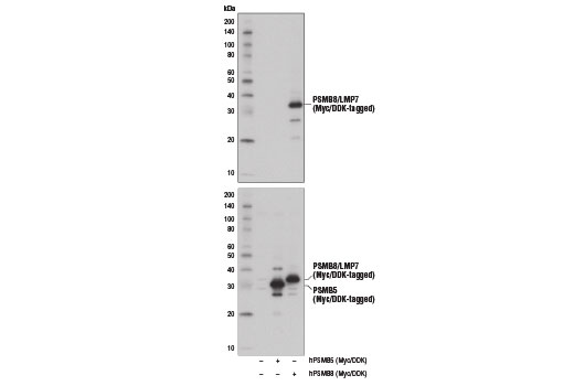 Western Blotting Image 3: PSMB8/LMP7 (1A5) Mouse Monoclonal Antibody