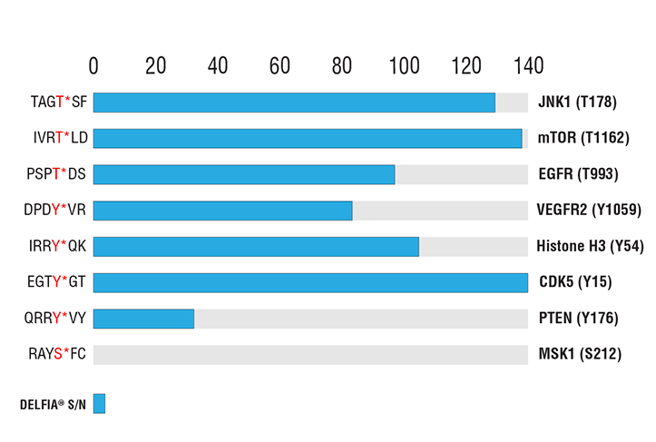 E Image 1: Phospho-Threonine/Tyrosine Antibody