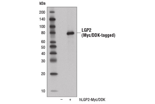 Western Blotting Image 3: LGP2 (D3I3L) Rabbit Monoclonal Antibody