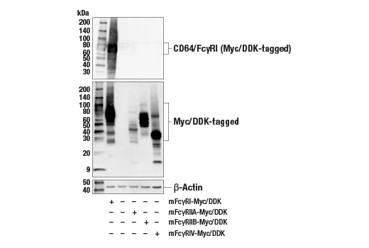 Western Blotting Image 2: CD64/Fc gammaRI (E2O4L) Rabbit Monoclonal Antibody