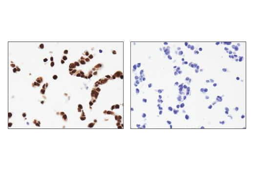 Immunohistochemistry Image 3: Ape1 (E5Y2C) Rabbit Monoclonal Antibody