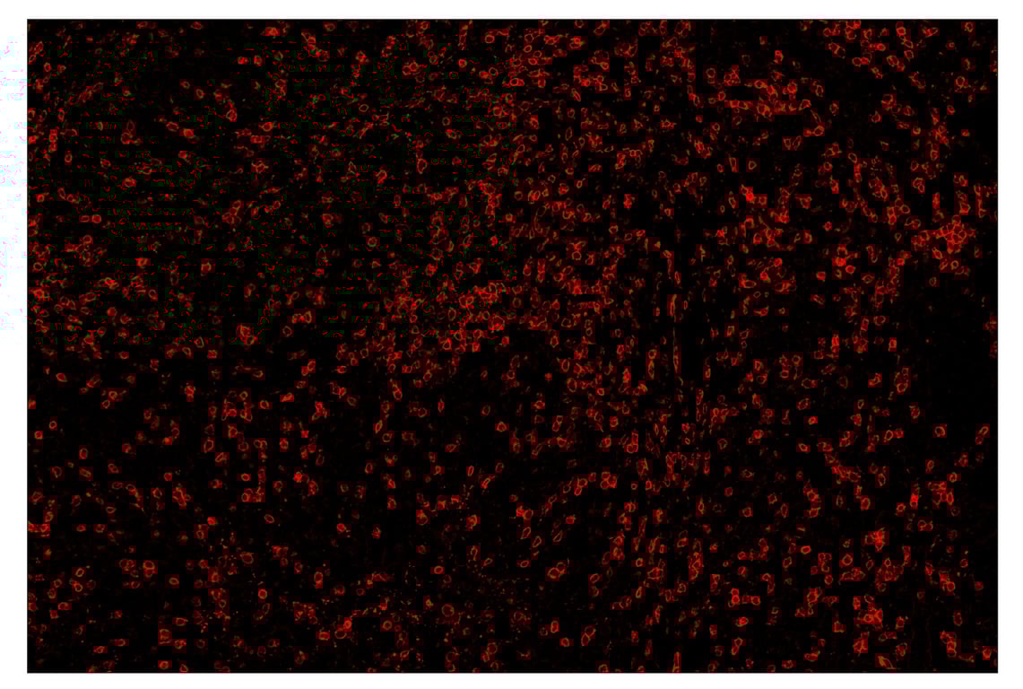 Immunohistochemistry Image 4: CD3 epsilon (D7A6E<sup>™</sup>) & CO-0001-750 SignalStar<sup>™</sup> Oligo-Antibody Pair
